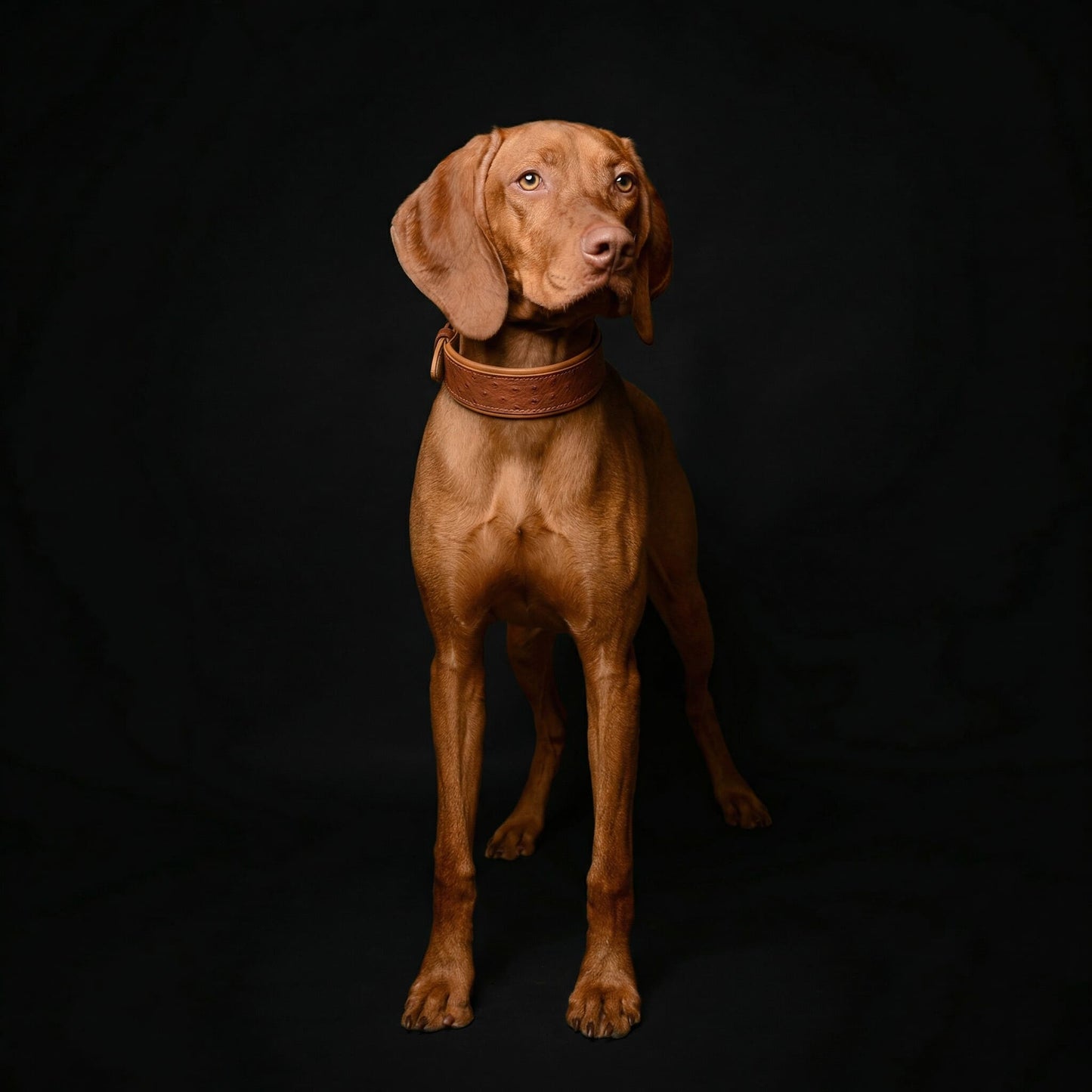 The "Ostrich" collar LIMITED