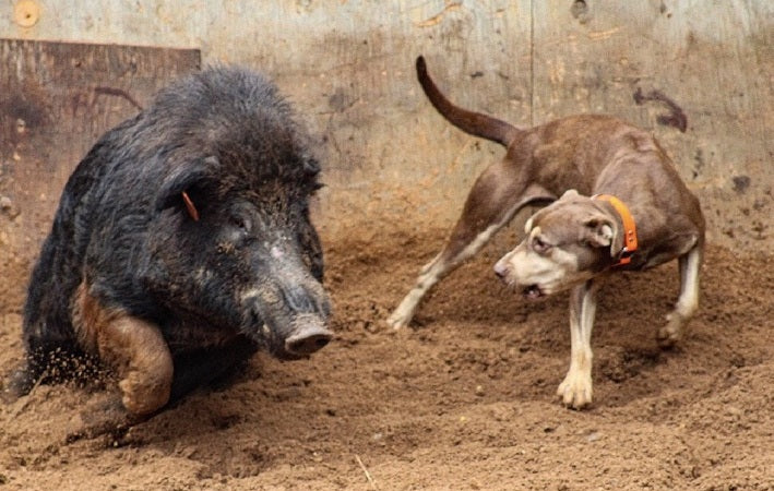 Working Dogs